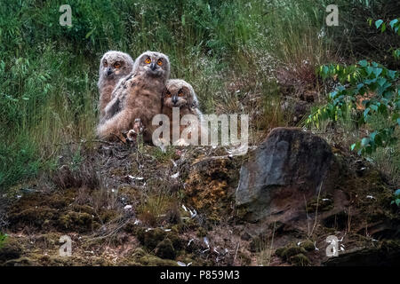 3 Jugendliche eurasischen Eagle-Owl auf Sie wartet Eltern auf einer Klippe in Chaumont-Gistoux, Brabant, Belgien. 28. Mai 2018. Stockfoto