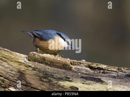 Eurasischen Kleiber am Baum; Boomklever op Ausleger Stockfoto