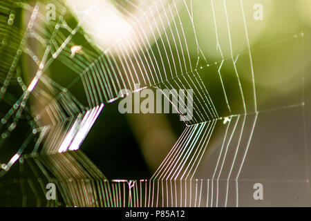 Ein Makro Bild von einem spider web/Cobweb mit einer geringen Tiefenschärfe gibt es eine schöne Unschärfe und Bokeh effect Stockfoto