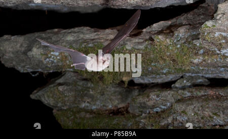 Paarse Hoefijzerneus verlaat Grot, mediterrane Horseshoe Bat cave verlassen Stockfoto