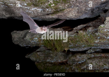 Paarse Hoefijzerneus verlaat Grot, mediterrane Horseshoe Bat cave verlassen Stockfoto