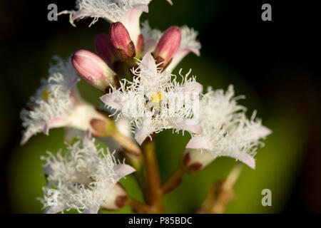 Closeup van Waterdrieblad bloemen, Close-up der Bogbean Blumen Stockfoto