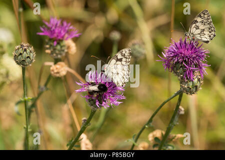 Zwei marmoriert weiße Schmetterlinge, Melanargia galathea, am Rande des Chalk wiesen während der Hitzewelle 2018 UK. North Dorset England UK GB Stockfoto