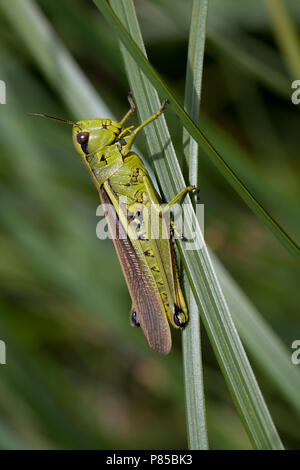 Moerassprinkhaan; Große marsh Grasshopper Stockfoto