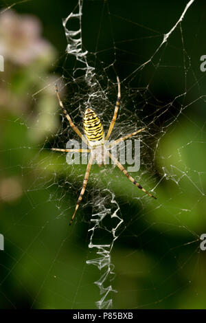 Ein Wasp spider Argiope Bruennichi, in seinem Netz in einer Hecke. Die Wasp Spider ist ein nicht-einheimischen Arten in Großbritannien. North Dorset England UK GB Stockfoto