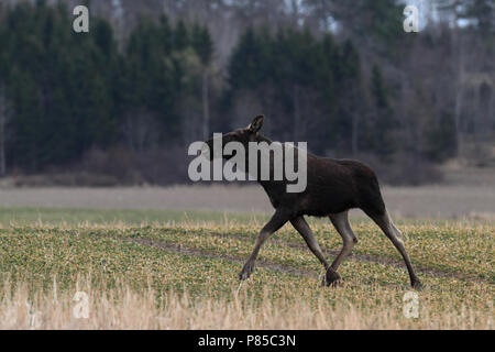 Eland, Eurasischen elk Stockfoto