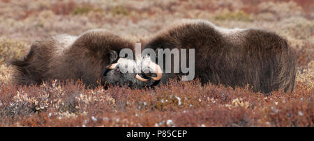 Muskusos op Toendra; Muskox in der Tundra Stockfoto