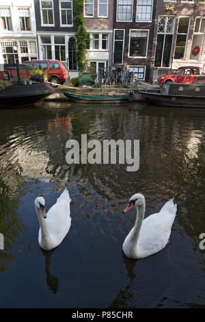 Knobbelzwaan paar zwemmend im Amsterdamer Gracht; Swan paar Schwimmen im Amsterdamer Kanäle stummschalten Stockfoto