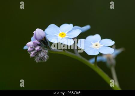 Close-up van een-Vergeet mij-Nietje, Nahaufnahme eines Forget-me-not Stockfoto