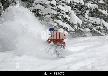 Weibliche im frischen Pulverschnee durch Bäume in Utah, Snowboarden, USA Stockfoto