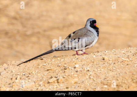 Erwachsenen männlichen Namaqua Taube Wanderungen in Yotvata, Israel. April 14, 2013. Stockfoto