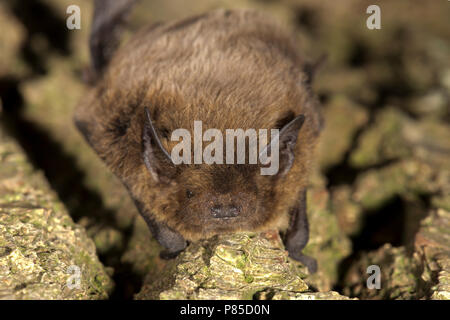 Ruige dwergvleermuis, Nathusius', Pipistrellus Nathusii pipistrelle Stockfoto