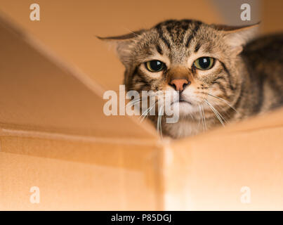 Schöne Katze Versteck spielen und in einem Karton suchen Stockfoto