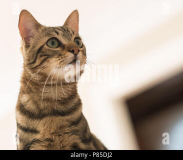 Schöne Katzen Katze zu Hause. Haustier Stockfoto