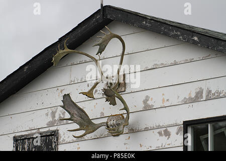 Reisebericht - Neufundland, Kanada, Landschaften und malerische, kanadische Provinz, 'The Rock', Geweihe auf ein altes Haus. Stockfoto