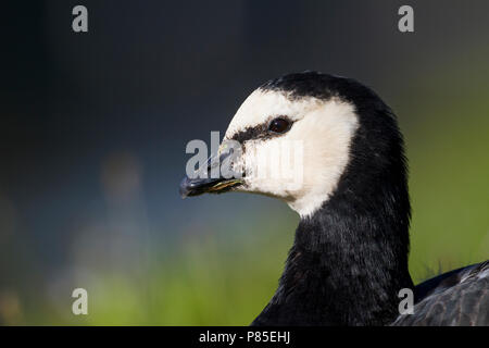 Nonnengans - Nonnengans, Branta leucopsis, Deutschland, Erwachsene Stockfoto