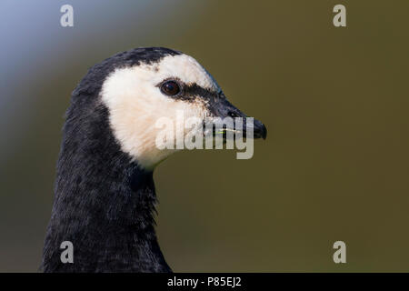 Nonnengans - Nonnengans, Branta leucopsis, Deutschland, Erwachsene Stockfoto