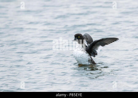 Der Barrow Goldeneye - spatelente Bucephala islandica-, Deutschland, erwachsenen männlichen, Eclipse Stockfoto