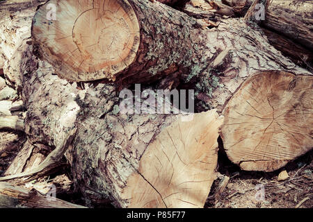 Die Enden der Baumstämme gesägt Stockfoto