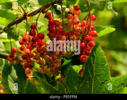 Ein Cluster von Rote Johannisbeeren Stockfoto