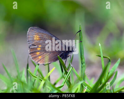 Bergerebia/Kleiner Berg Ringelwürmer (Coenonympha epiphron) Stockfoto