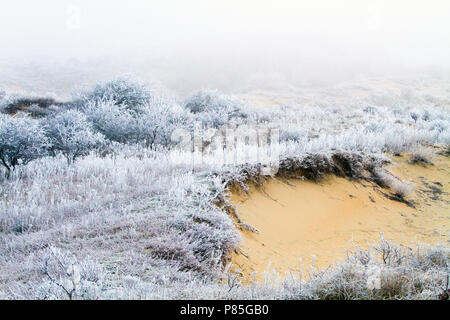 Berkheide, Katwijk, Zuid-Holland Stockfoto