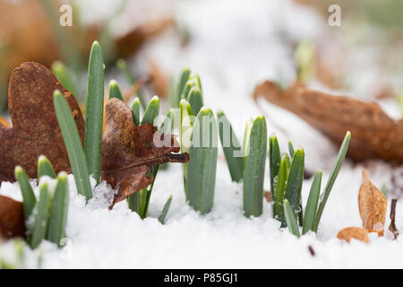 In wit besneeuwd sneeuwklokje Bos; Schneeglöckchen im verschneiten Wald Stockfoto