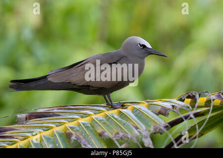 Volwassen Noddy zittend op plamblad, Erwachsene Braun Noddy thront auf einem palmleaf Stockfoto