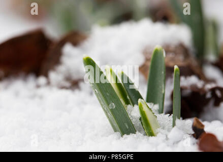 In wit besneeuwd sneeuwklokje Bos; Schneeglöckchen im verschneiten Wald Stockfoto