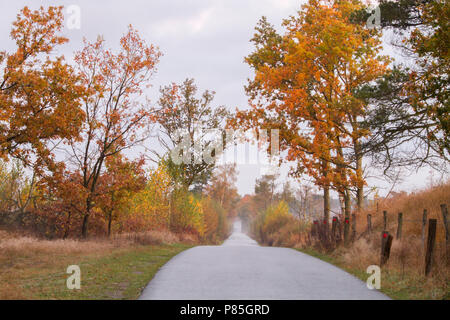 Natuurgebied Kalmhoutse Heide in prachtige najaarskleuren Stockfoto