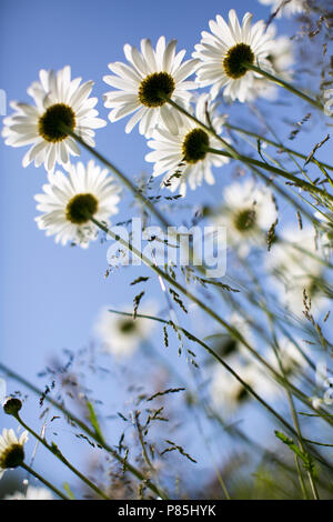 Bloemrijke berm; Blumenbeet Stockfoto