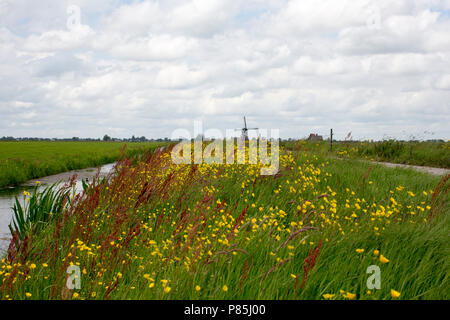 Bloemrijke Berm Stockfoto