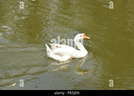 Weißer Schwan schwimmen auf einem Teich Stockfoto