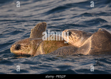 Parende Warana's; Anschluß Olive Ridley Sea Turtle's auf See Stockfoto