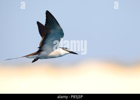 Volwassen Brilstern in Vlucht, Erwachsene gezügelte Tern im Flug Stockfoto