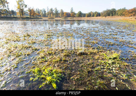 Herbst Landschaft Noord-Brabant, Niederlande Stockfoto