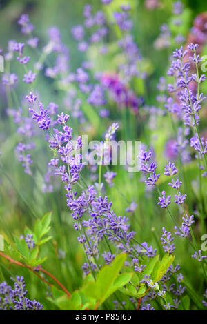 Lavendel Blume Feld, Bild für natürliche Hintergrund, selektiver Fokus Stockfoto