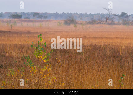 Natuurgebied Kalmhoutse Heide in prachtige najaarskleuren Stockfoto