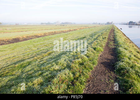 Vosse en weerlanerpolder Stockfoto