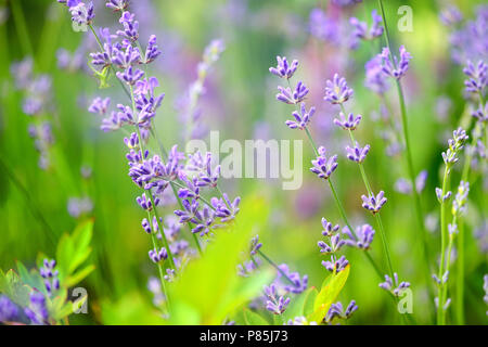 Lavendel Blume Feld, Bild für natürliche Hintergrund, selektiver Fokus Stockfoto