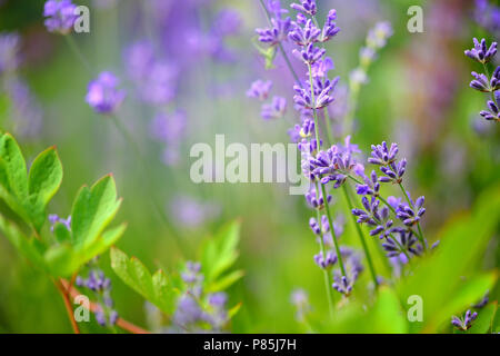 Lavendel Blume Feld, Bild für natürliche Hintergrund, selektiver Fokus Stockfoto