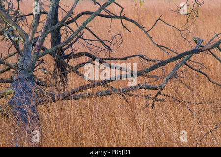 Natuurgebied Kalmhoutse Heide in prachtige najaarskleuren Stockfoto