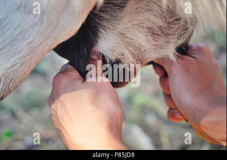 Frau Bauer das Melken einer ihrer Ziegen closeup Stockfoto