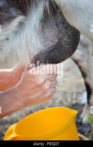 Ziegen melken. Hände, die gemolken closeup Stockfoto