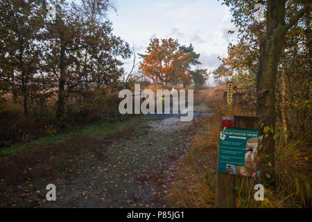 Natuurgebied Kalmhoutse Heide in prachtige najaarskleuren Stockfoto