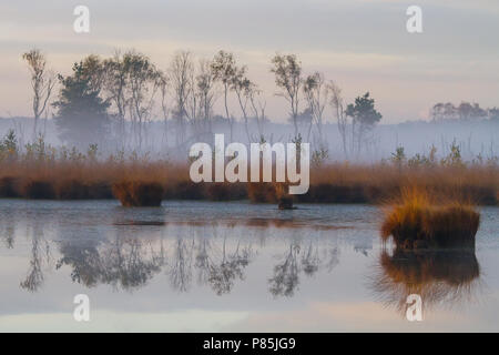 Natuurgebied Kalmhoutse Heide in prachtige najaarskleuren Stockfoto