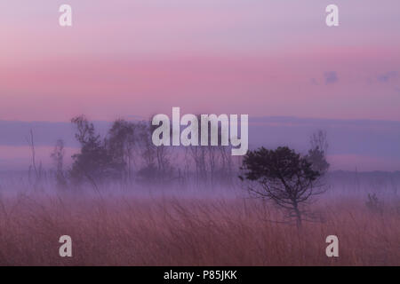 Natuurgebied Kalmhoutse Heide in prachtige najaarskleuren Stockfoto