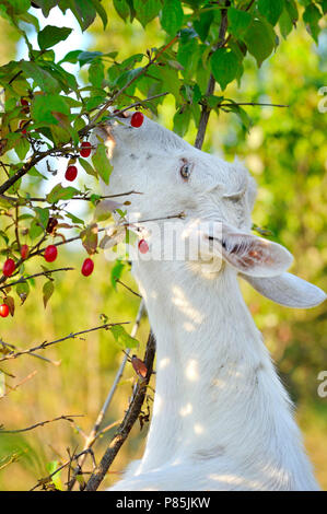 Weiße Ziege stehend auf die Hinterbeine essen Beeren Hartriegel Stockfoto