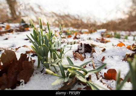 In wit besneeuwd sneeuwklokje Bos; Schneeglöckchen im verschneiten Wald Stockfoto