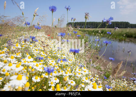 Bloemrijke Berm Stockfoto